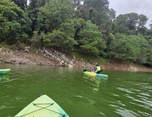 Kayaks frente a la vegetación de la orilla